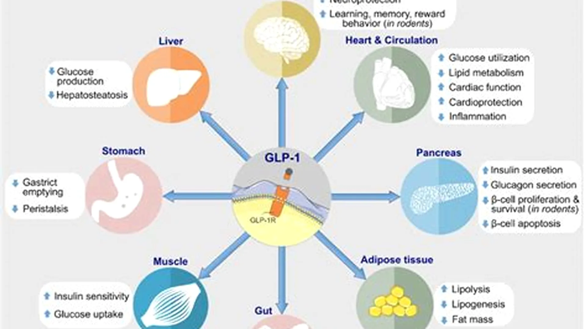 GLP-1 weight loss progress tracking