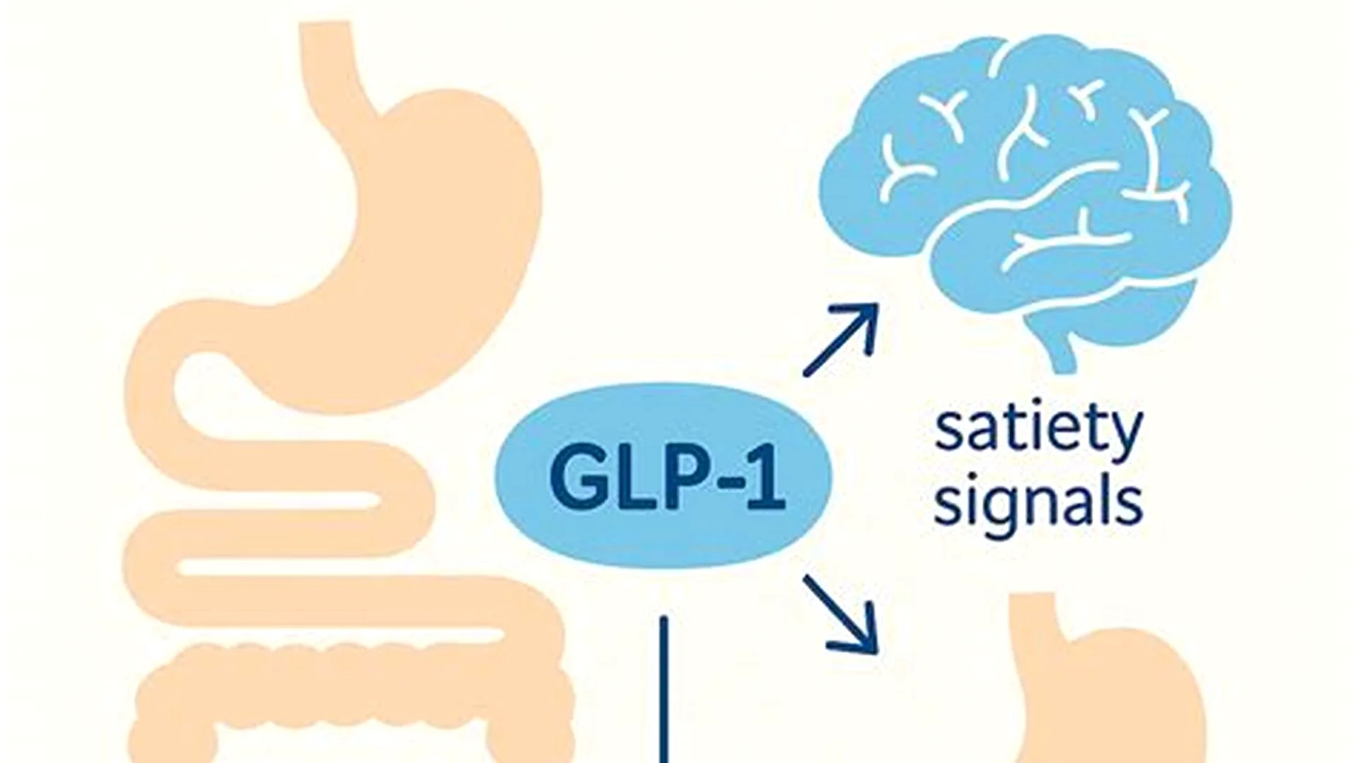 GLP-1 hormone and receptor mechanism diagram